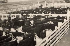 cattle-drive