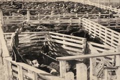 cattle-in-the-yard-one